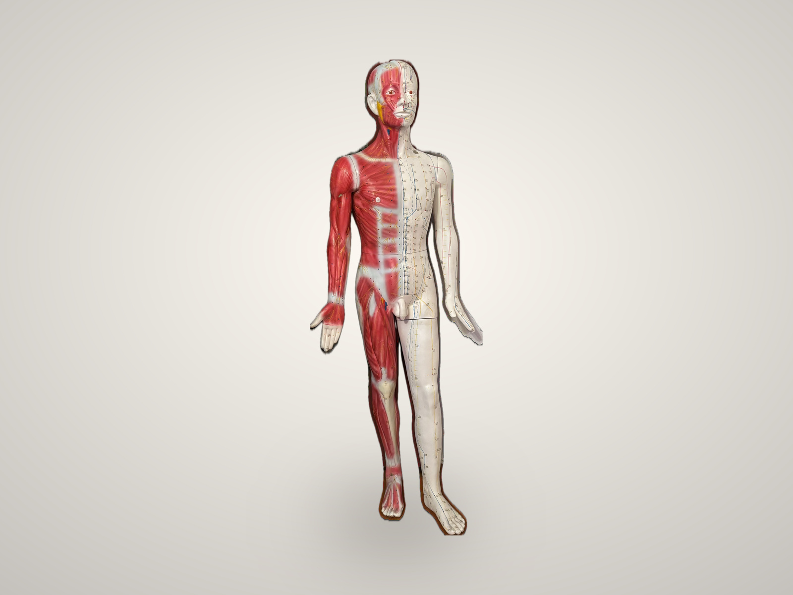 Acupuncture Mannequin