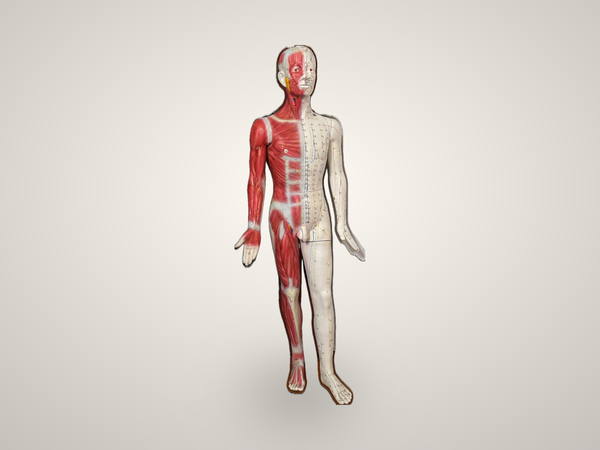 Acupuncture Mannequin